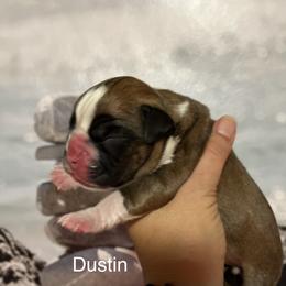 Boxer Puppies from Von Royal Dell’Infinite