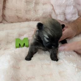 M - Wolf sable male Pomeranian puppy in Cocoa, Florida from Pom Coast Pomeranians