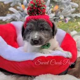 Joanie - White and gray female Newfoundland puppy in Cambridge, Ohio from Sweet Creek Pups
