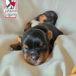 Sonya Blade - Black and tan female Yorkshire Terrier puppy in California from Corazon de gigante