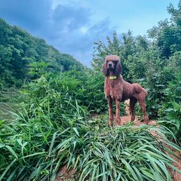 Poodles from Rosewood Standard Poodles