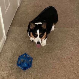 American Corgi and Pembroke Welsh Corgi Puppies from Morse Corgis