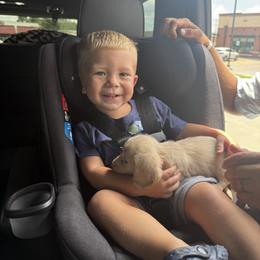 Dachshund Puppies from Texoma Doxies