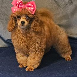 Cinnamon - Red  female Poodle puppy in Willis, Texas from Golden's Poodles