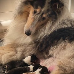 Fleck - Collie