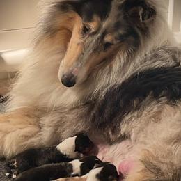 Fleck - Collie