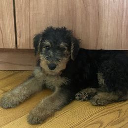 Calm Airedorable Boy - Black and tan male Airedale Terrier puppy in Elkins Park, Pennsylvania from Bighen Airedales