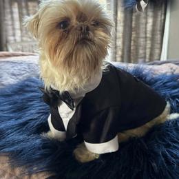 Toby - Shih Tzu