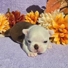 Chocolate boy - Red male Boston Terrier puppy in Corsicana, Texas from JT Bostons
