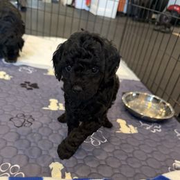 Enzo - Black male Cockapoo puppy in Excelsior, Minnesota from Stella’s Six