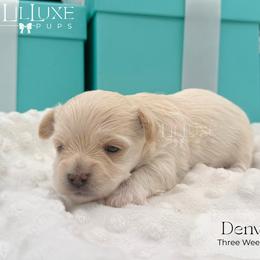 Denver - White and lemon male Morkie puppy in Scottsdale, Arizona from Lil Luxe Pups