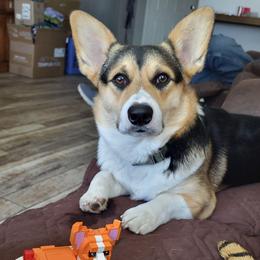 Ruger - Pembroke Welsh Corgi