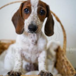 Jinx - Piebald female Dachshund puppy in Temecula, California from Naomi Magee's Dachshund Kennel