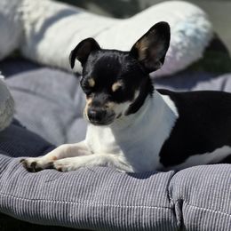 Rhoda is spayed - Black and white Chihuahua puppy in Amity, Pennsylvania from Rhoda and Verna