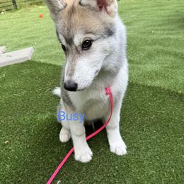 Siberian Husky Puppies from Coldwind Kennel