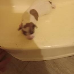 Girl 2 - Cream female Dachshund puppy in Warrenville, South Carolina from Sherman's Dachshunds