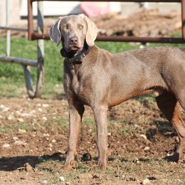 Tate - Weimaraner