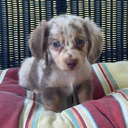 Boy 1 - Dapple male Dachshund puppy in Choccolocco, Alabama from Ace’s Doxies