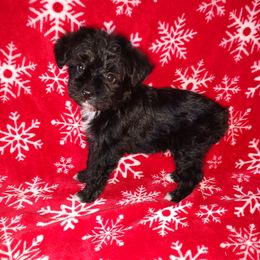 Chris - Black male Yorkipoo puppy in Lapeer, Michigan from Puppy Kisses