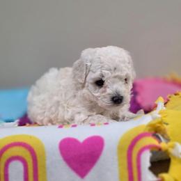 Wren (AKC) - White female Poodle puppy in Rainbow City, Alabama from Spinks Poodles