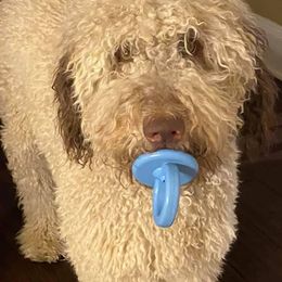 Goldendoodle Puppies from First Mountain Doodles