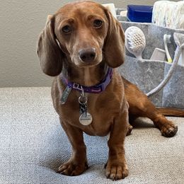 Rosie - Dachshund