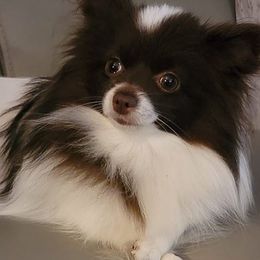 Pomeranians from Peak Pomeranians