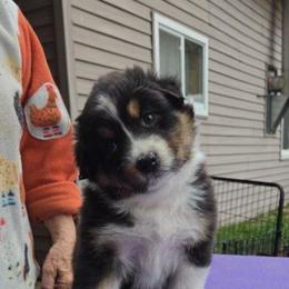 PineRiver Totally Awesome - Black tri-color female Australian Shepherd puppy in Luther, Michigan from Pine River Australian Shepherds