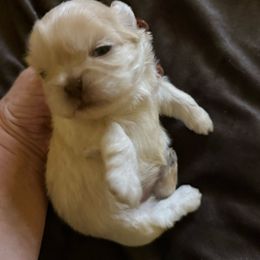 Girl 1 - Cream and white female Shih Tzu puppy in Birch River, West Virginia from Karen's Shih Tzus