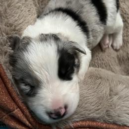 Border Collie Puppies from Roaring River Border Collies