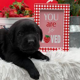 Blue - Black male Labrador Retriever puppy in Heath Springs, South Carolina from Rich Hill Retrievers
