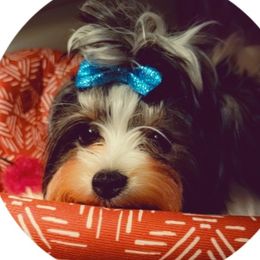 Spice - Biewer Terrier