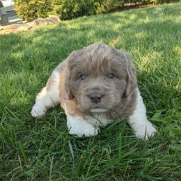 Emmy - White and gray female Newfoundland puppy in Sugarcreek, Ohio from Wrinkles Rare Newfoundlands