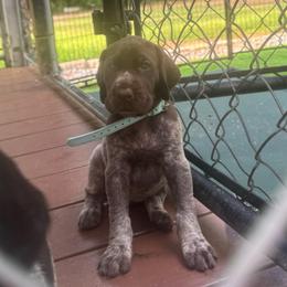 Teal collar female - Liver female German Shorthaired Pointer puppy in Rincon, Georgia from South Creek Kennels / SCK Gun Dogs