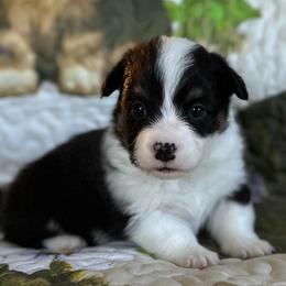 Sesame - Black and tan male Pembroke Welsh Corgi puppy in Lima, New York from Hickory Springs Corgis