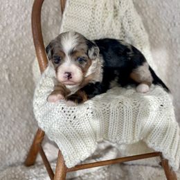 Oak - Merle Bernedoodle puppy in Bremen, Indiana from Farmland Doodles