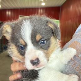 Poncho - Blue male Pembroke Welsh Corgi puppy in Fayetteville, Tennessee from Sulphur Springs Corgis