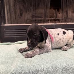 Pink - Black roan female German Shorthaired Pointer puppy in Huntington, Texas from B&B GSP’S