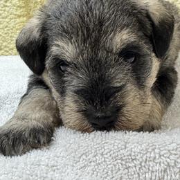 Vince - Salt and pepper male Miniature Schnauzer puppy in Comanche, Texas from Circle R Sidney