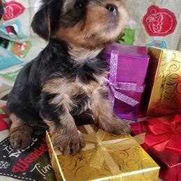 Yorkshire Terrier Puppies from Angela Coleman