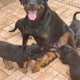 French Bulldog and Rottweiler Puppies from Von Haus Royal Rottweiler