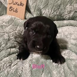 Bluff - Black & white female Australian Shepherd puppy in Wisconsin Dells, Wisconsin from Nicara kennel
