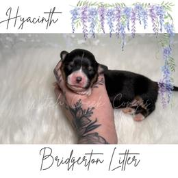 Hyacinth- Fluffy - Black and white female American Corgi puppy in Greenwood, Indiana from Witch Creek Corgis