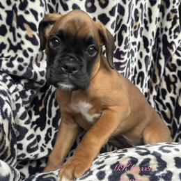 Shelby - Fawn female Boxer puppy in Cicero, New York from MK Boxer Haven of CNY