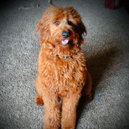 Rosie - Goldendoodle