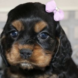Cavalier King Charles Spaniels from Charmed Onz Cavaliers