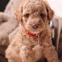 Ruby - Apricot female Goldendoodle puppy in Forney, Texas from Diamond Doodle Pups and Poodles