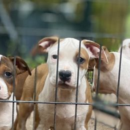 Patch - Red male American Staffordshire Terrier puppy in Monroe, Georgia from Irresistibull Staffords