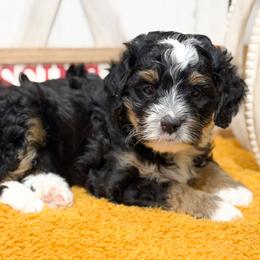 Icelyn - Tri-color female Bernedoodle puppy in Henry, Illinois from Rowe Farms Doodles