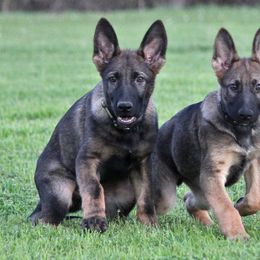 German Shepherd Puppies from Vom Anfang German Shepherds